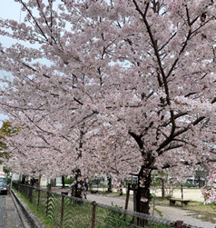 桜で美しい公園も