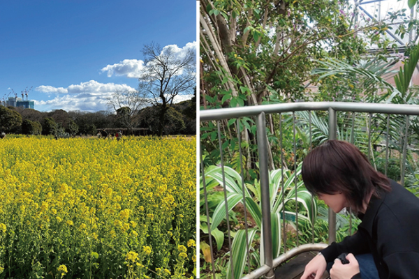お花見が待ち遠しいです。