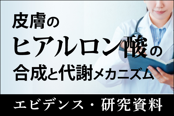 エビデンス・研究資料「皮膚のヒアルロン酸の合成と代謝メカニズム」20241209