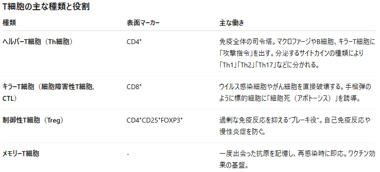 T細胞の主な種類、表面マーカー、働きを示した表