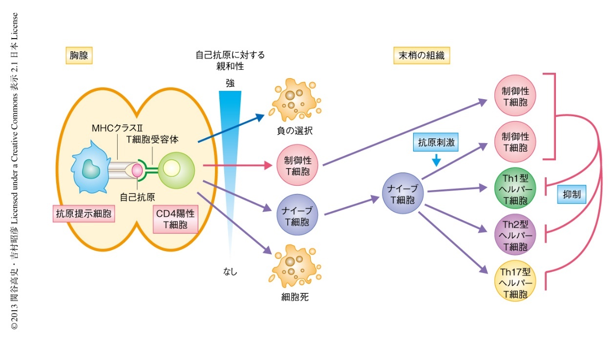 胸腺でのT細胞選択と末梢組織での制御性T細胞の働きを示す模式図